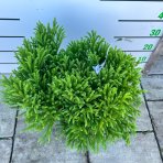 Kryptoméria japonská (Cryptomeria japonica) 'GLOBOSA NANA' - výška 30-40 cm, ⌀ 50 cm, kont. C15L